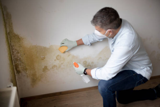 Trusted Flemington, GA Mold Removal Experts
